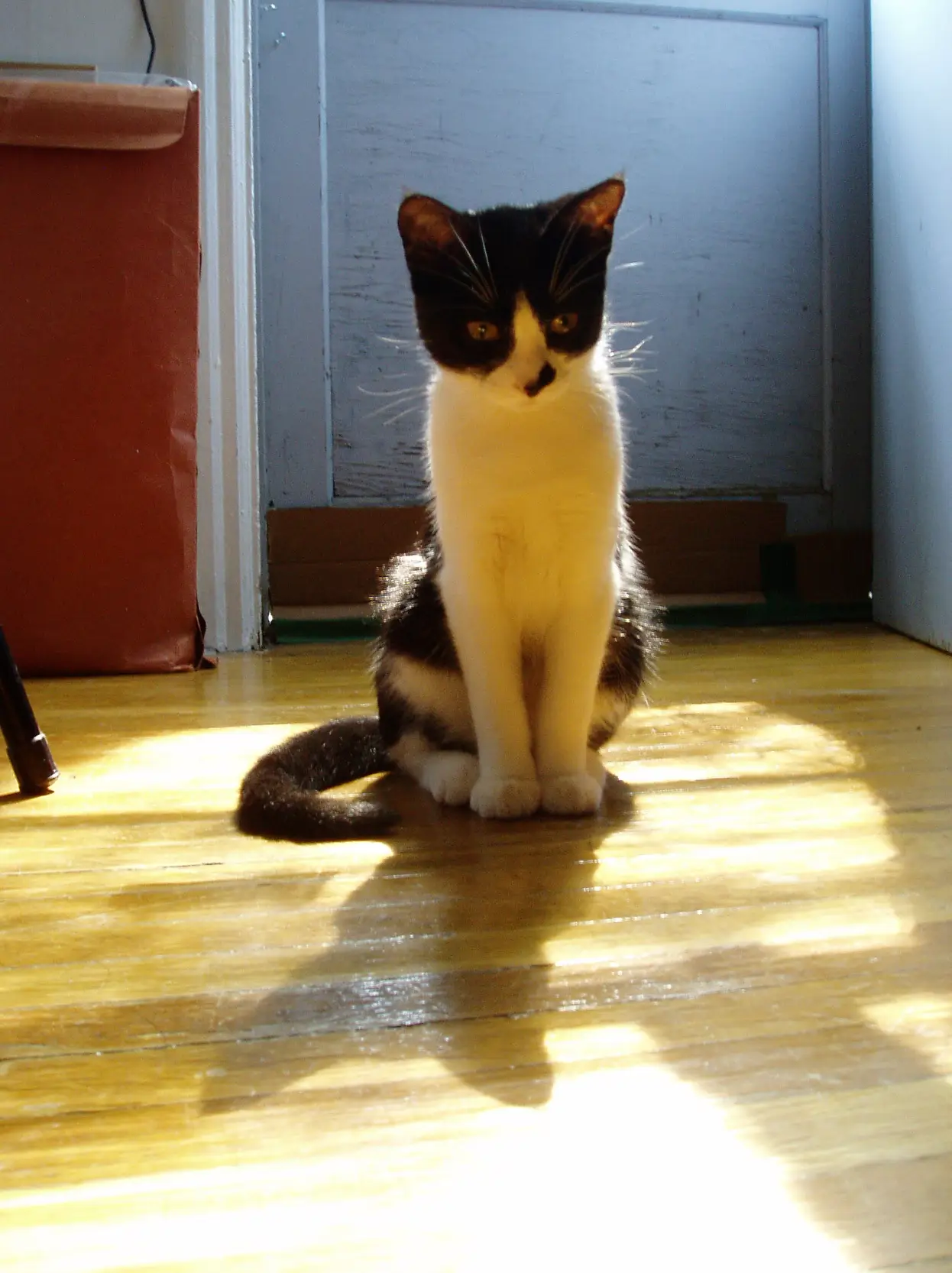 Suki tuxedo kitten sitting in sunlight